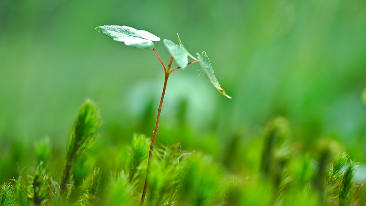 09 - Eden Centre - Funding austin-d-72XZgeY3IY4-unsplash
